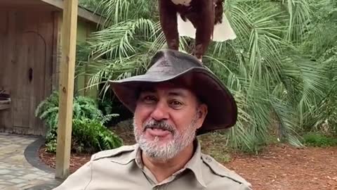 Check out how amazing this African fish eagle 🦅 flies right on my head