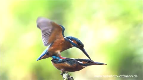 Kingfisher mating