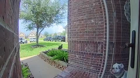 Delivery Guy Shuts Door on Bulldog