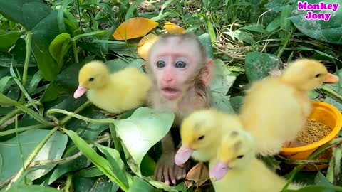 Baby monkey #baby monkey videos 2021#baby monkey video funny.