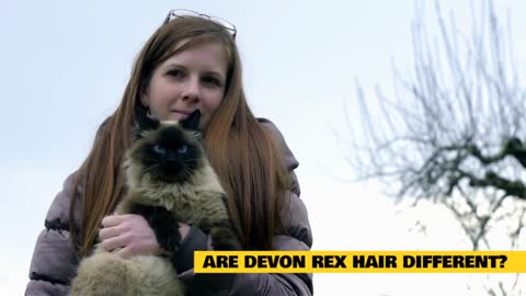 Devon Rex Cats 101 : Fun Facts & Myths