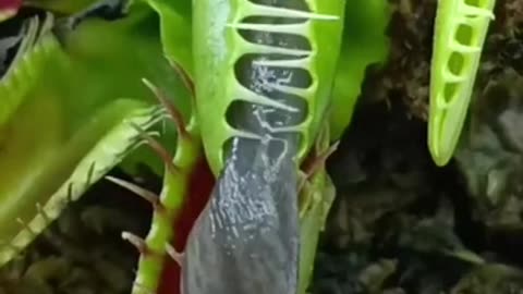 Carnivorous Plant - (Pitcher Plant)