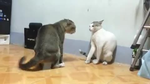 cats play crazy fighting