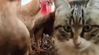 Cat vs Chicken: Watch What Happens Next and Get Ready to Laugh in