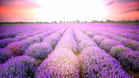 4K- The most beautiful lavender field in the world
