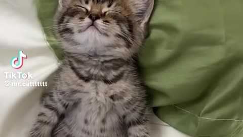 Cat sleeping soundly