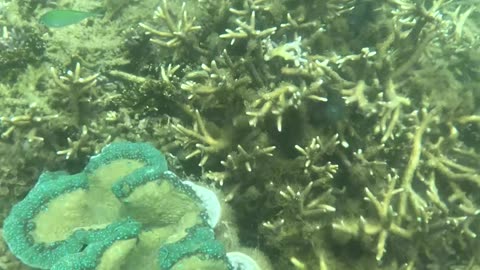 Snorkeling Adventures Philippines, really nice giant clams
