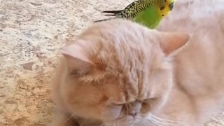 Кот и птица, милые животные #156