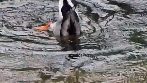 Duck dives into a river again and again / Duck in the rain.