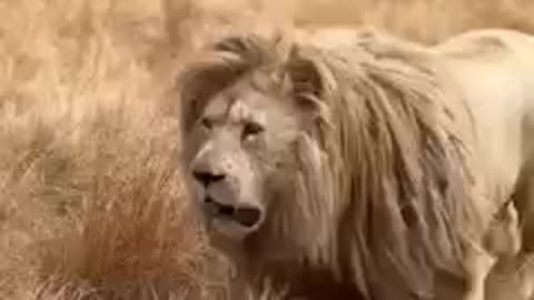 Beautiful Animals lion attitude
