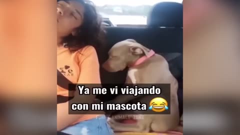 Funniest Animals 2023 😂 Funny Cats and Dogs 🐱🐶 | Funny Animal Videos 2023