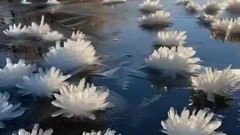 Frost flowers on frozen water