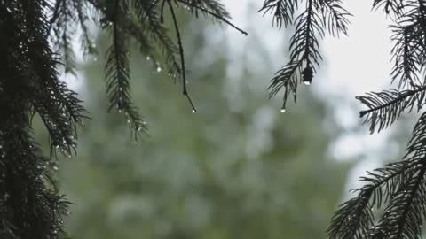 Fall Asleep with Soothing Rain Sounds