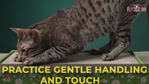 Becoming a feline communicator