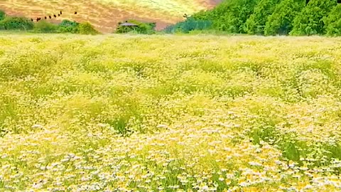 So good looking flowers