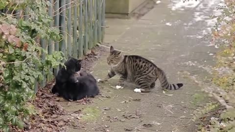 Epic reality cat fight(Real sound)