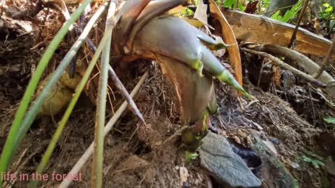 Life In The Forest,How To Bring Water Back, Build Outdoor Bath House 2022