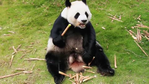 Panda star wish # Zoo