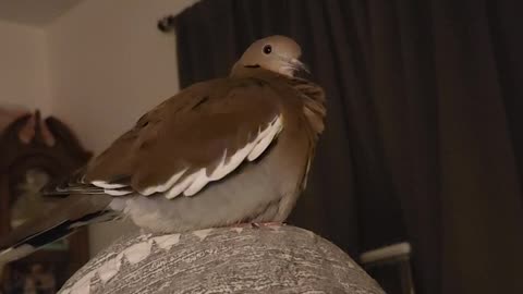Kirby the Dove Gets Excited