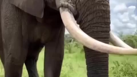 Elephant epic prank 🤣🤣🤣👍