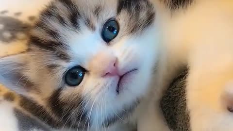 Wow! Trending Funny Cats Videos 😸 Funniest Cats Baby Cute Kitten 2023 😸 Funniest Animal #catshort