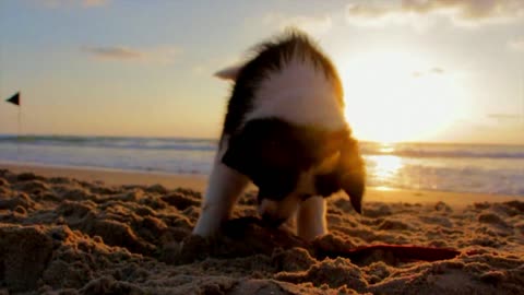 Puppy dog playing with a toy and on the sand