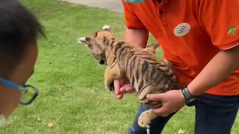 Baby tiger takes a bath