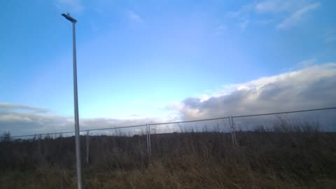 Nov 2023 seagulls galore Kingsford football stadium site bird sanctuary