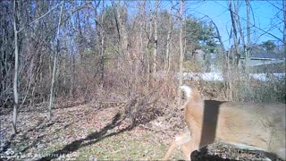 Backyard Trail Cams - Nice Buck