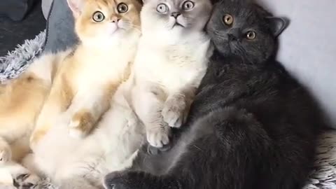 three kittens three colors