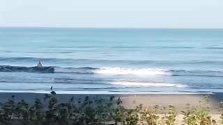 Video: Turistas se bañan en playa prohibida de Bocagrande