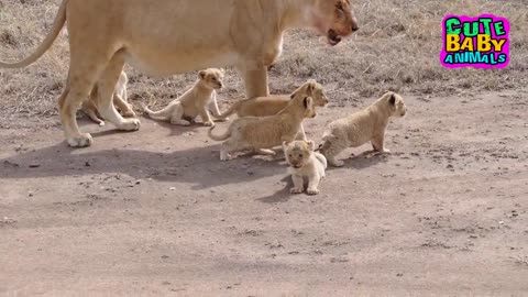 Cute Moments of Lion Cubs Roar, Meow, Calling and Playing - Adorable Baby Lion