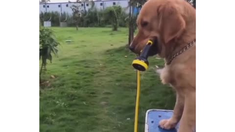 funny act by dog
