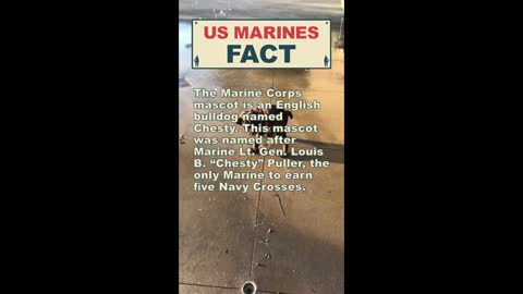 The US Marine Corps Mascot Is An English Bulldog Named Chesty