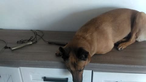 dog resting on dresser