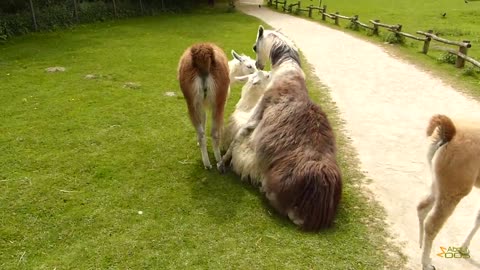 Sexual endeavours within the herd of lamas at Rheine NaturZoo