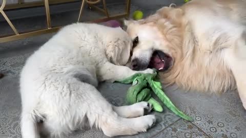 Puppy Plays with Golden Retriever