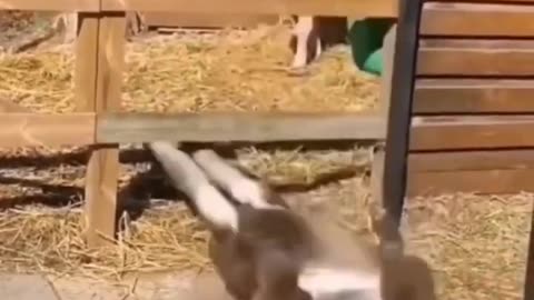 Animals funny Comedy video