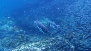 Galapagos Underwater marine wildlife