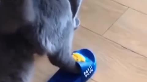 Cutie Cat Walks in flip flop