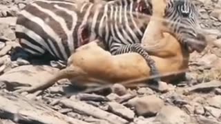 Tiger with zebra | #clip #video #foryou #viral #tranding