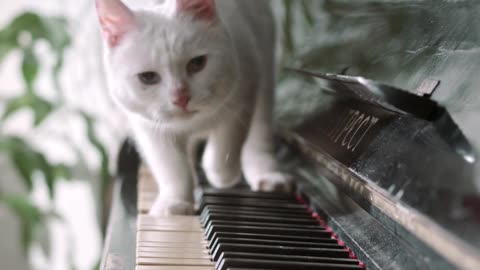 FUNNY CAT IN PIANO Smackdown!
