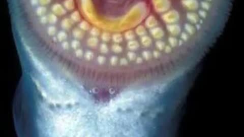 Vampire Fish looks like Alien Creature