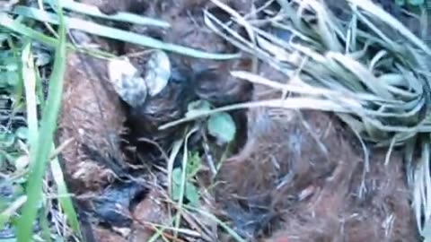 Wolf Scat with Cattle Fur