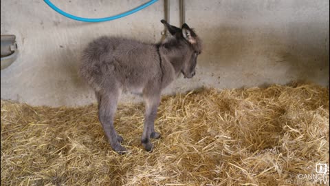 Blueberry the miniature donkey and her foal -