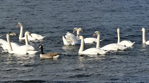 Group of swans swimming
