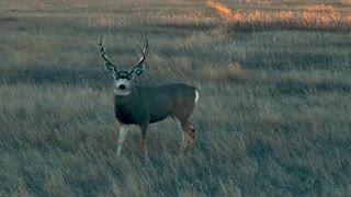 Huge South Dakota mule deer