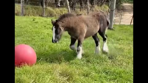 Horse SOO Cute! Cute And funny horse Videos Compilation cute moment #22