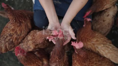 how to feed chicken Women taking care of chicken in farm stock video Chicken