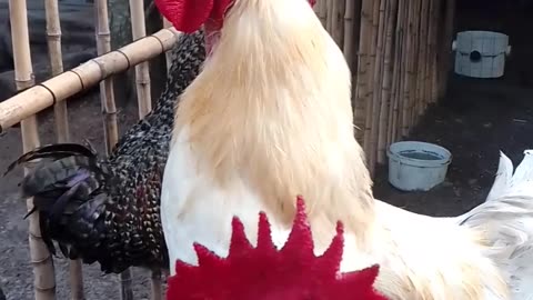 Cute Hen viral short 2023 🐔